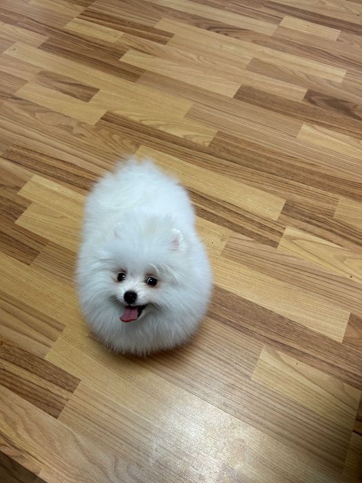 Pomeranian pui-Canisa