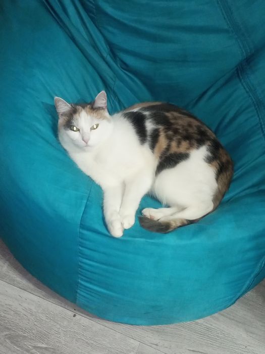 Кошка мейнкун с приданным 1600