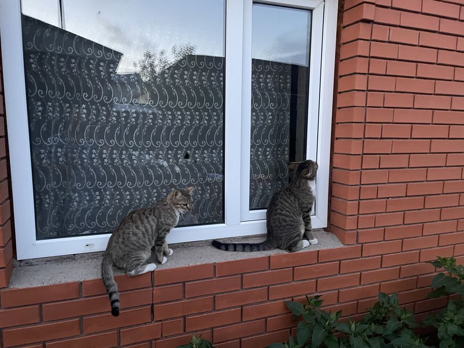 Отдадим кошку в хорошие руки