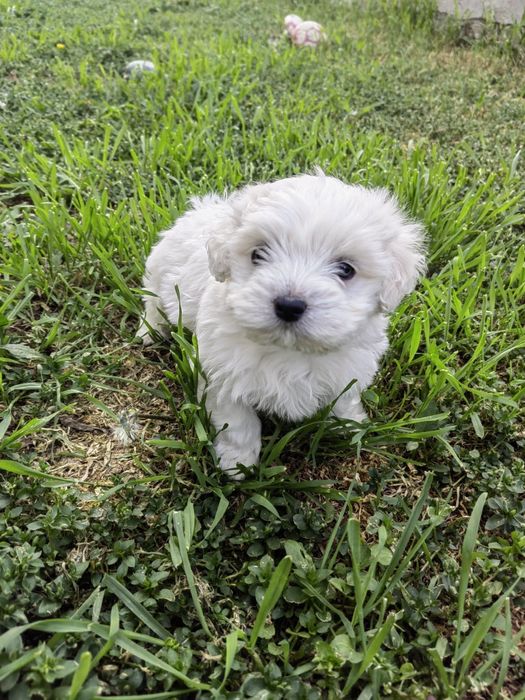 Bichon Maltez Femela