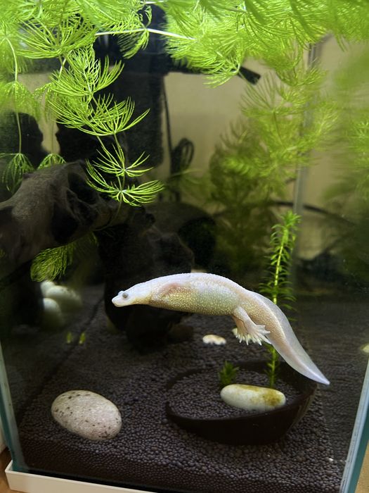 Тритон альбинос