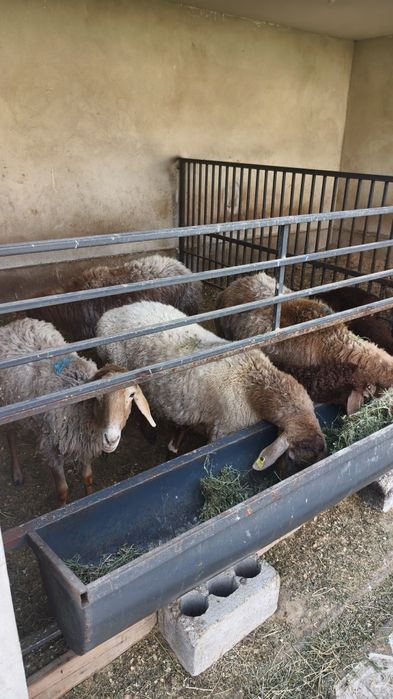 Арашан саулыктар сатылады