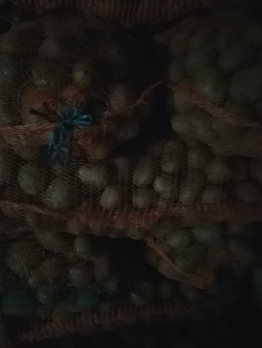 Ceapa cartofi consum sí samanta