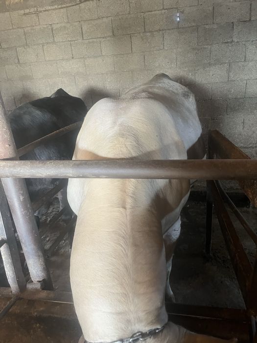 Уш жасар бука сатам