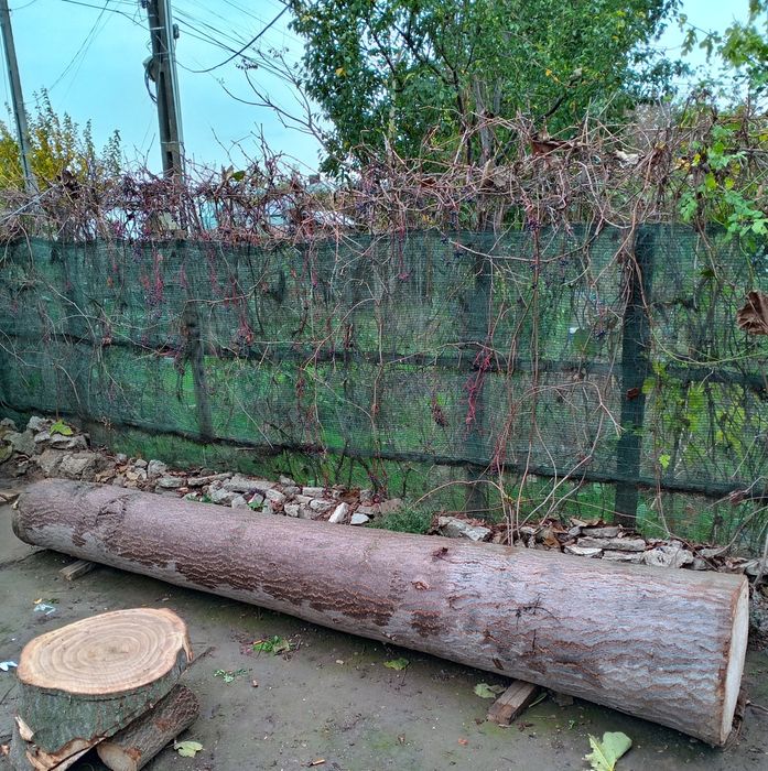 Trunchi Paulownia - 3,15 m lungime, 47 cm diametru, categoria A/B