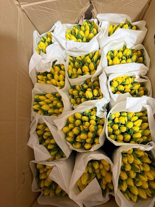 Тюльпаны! Презаказ! 8 Марта!