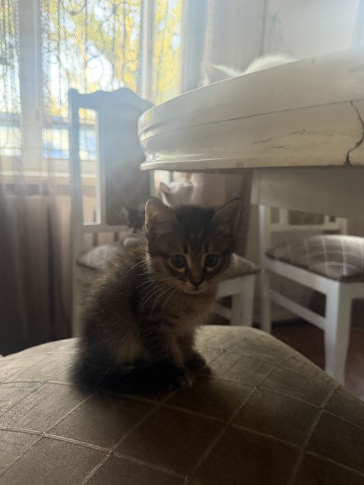 Котята милые умные 2 месяца