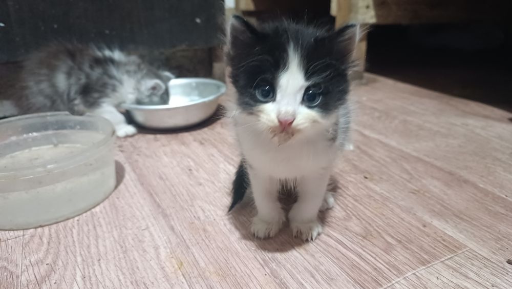 Отдам котят срочно
