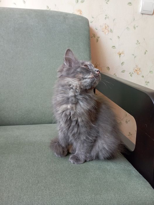 Кошечка в добрые руки