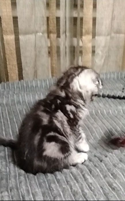 Две девочки Скоттиш фолд.