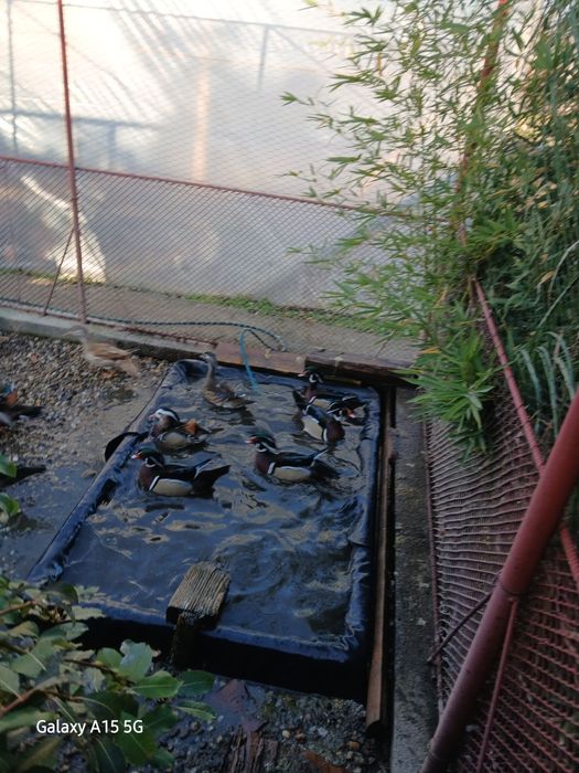 Vînd rate mandarine si    caroline