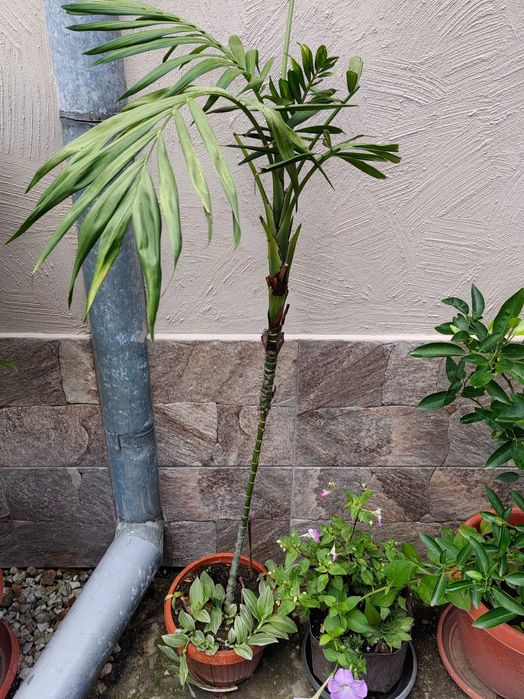 Цветя на половин цена