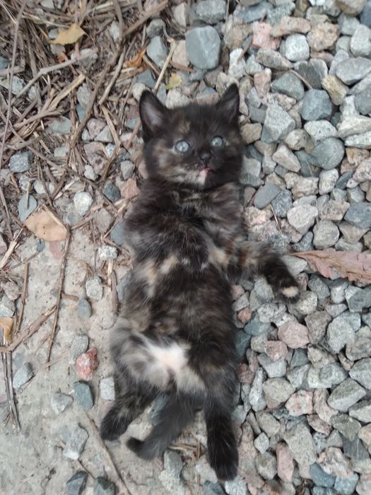 Котятки в добрые руки