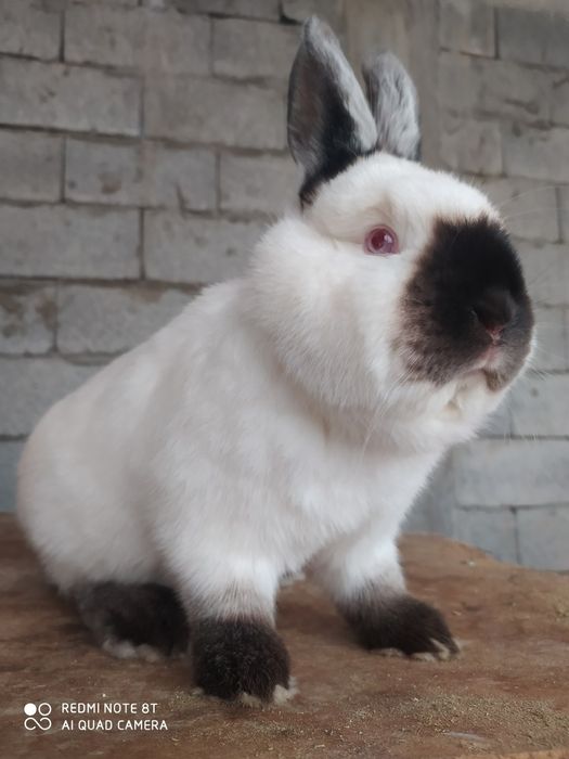 Кролики калифорния