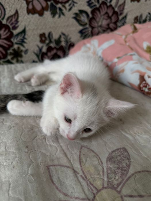 Отдам бесплатно 5кошки