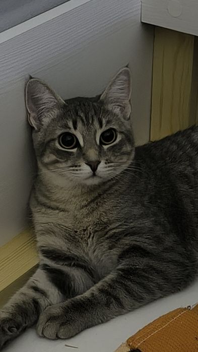 Отдам  кота в хорошие руки