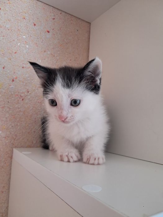 Отдам котят в хорошие руки
