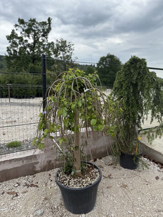 Vand plante ornamentale artar japonez/cedru/magnolia grandi flora/phot