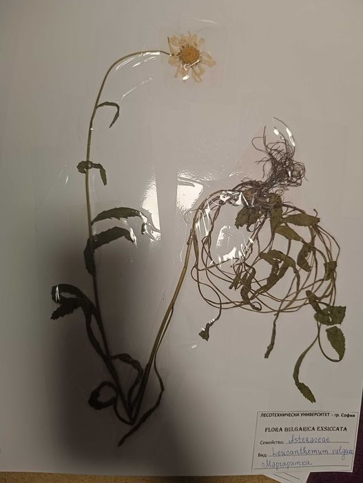 Хербарий за ЛТУ - 98 БРОЯ