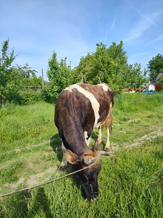 Vaca tânără de lapte