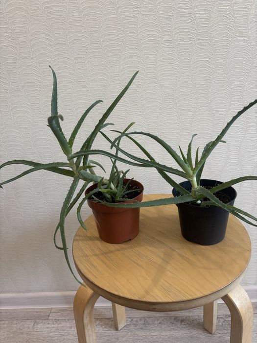 Комнатные цветы от 800 тенге