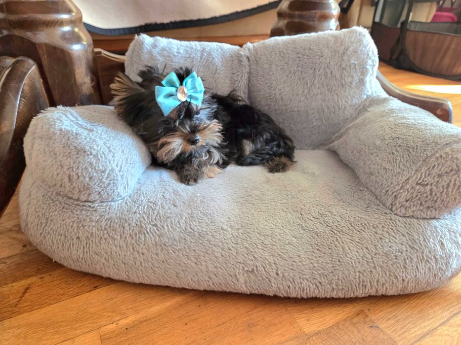 йоркширски териер - йорки