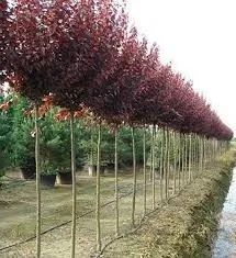 corcodus rosu si plante decorative