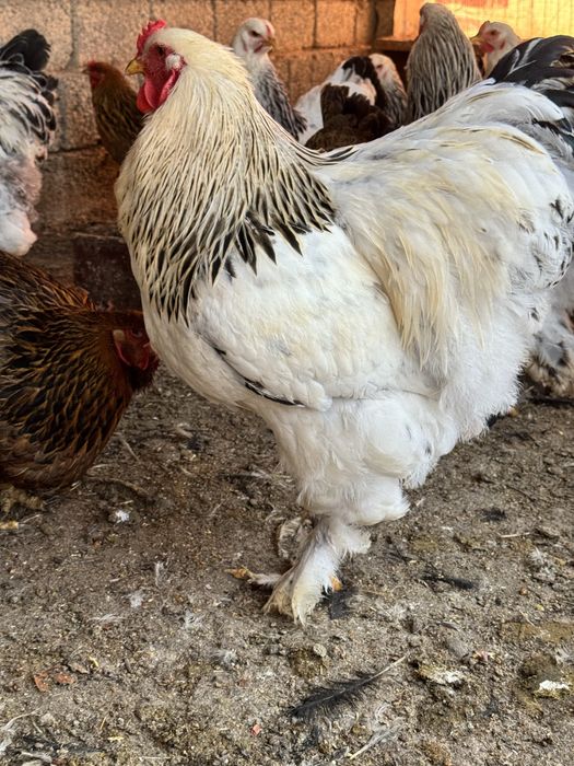 Продаётся петухи брама