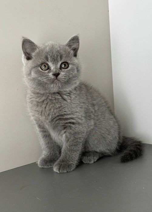 Мъжко синьо британско коте
