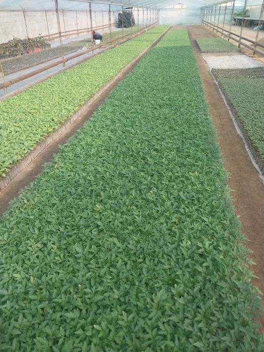 Кучатлар бор хар хил турдаги