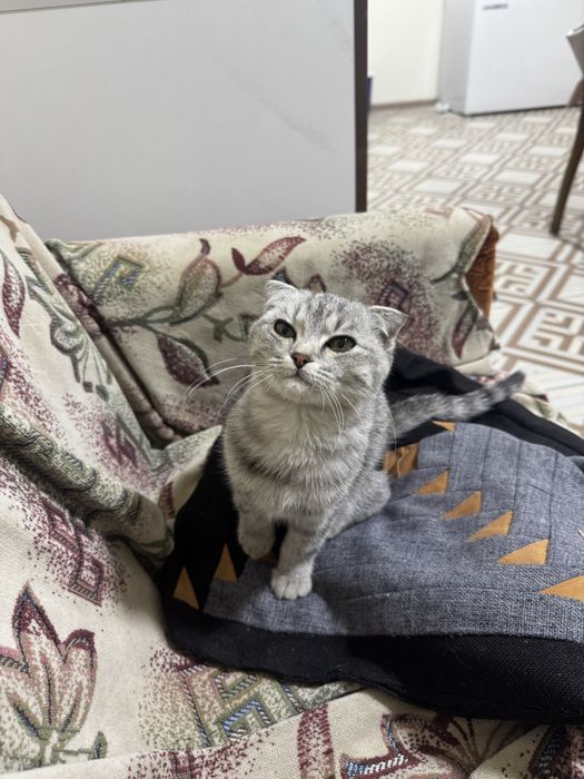 Шотландская кошка вислоухая