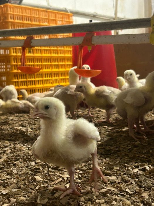 Бройлер 15 дневный