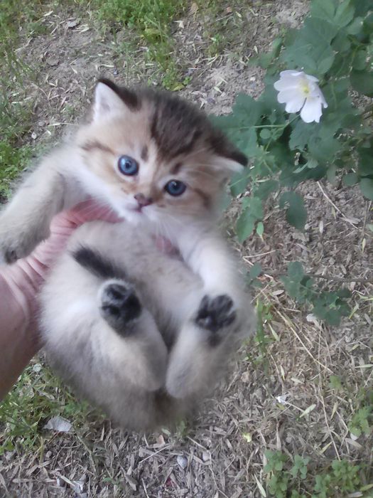 Продается котёнок