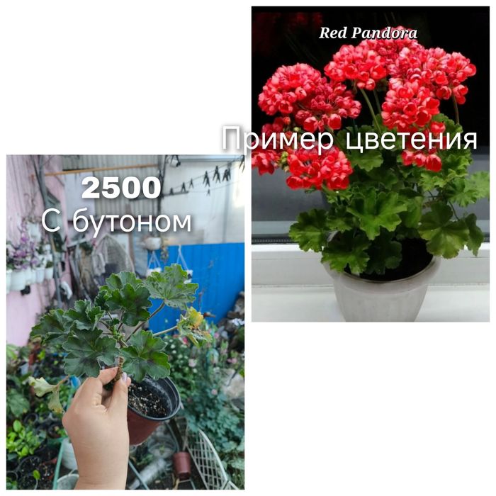 Лимон аркобалено  лаймкват лимон плодоносящие