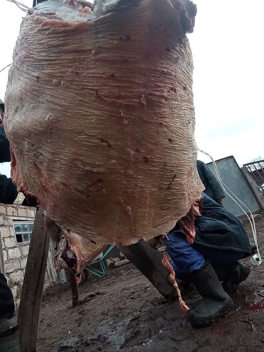 Семіз қырдын малы бар