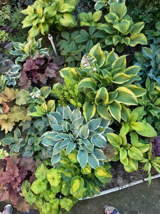 Многолетние растения