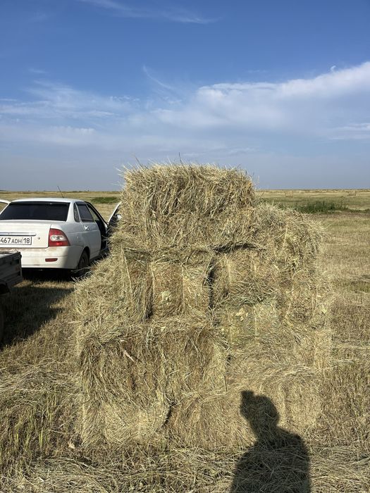 продам сено в тюках