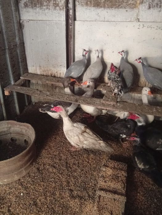 Vând Gâște Rațe și Bibilici s-au Schimb cu Oi