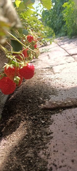 Продам саженцы клубники