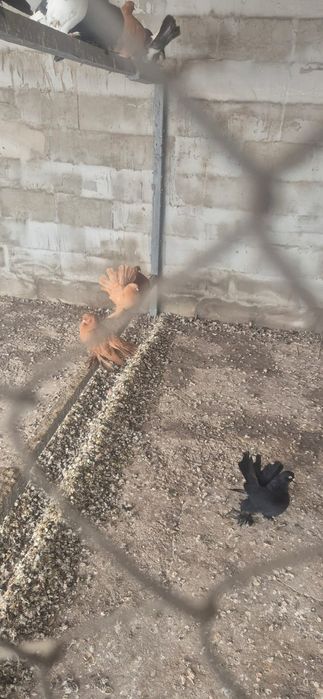 Продам статных голубей