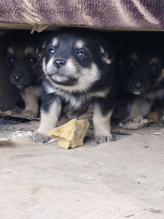 Отдаём щенят в добрые руки