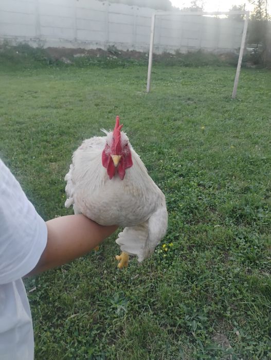 Caută o nouă casuță cocoși brahma