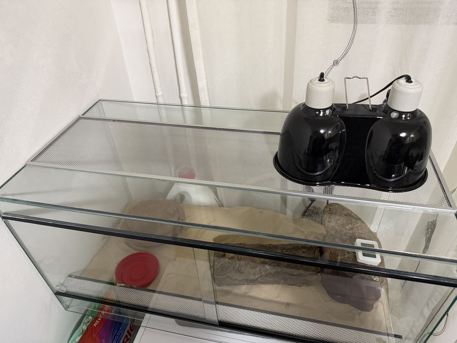 Vand terariu pentru agama, geko, etc.