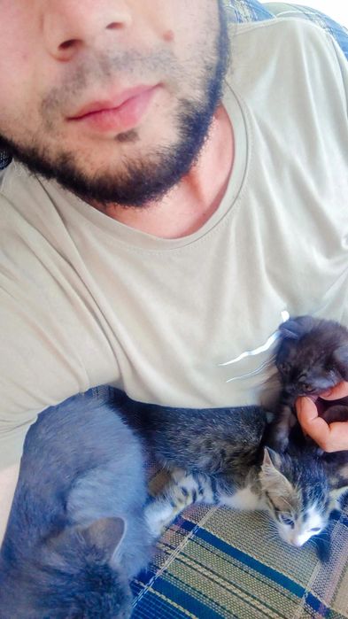 100/garantiya emlamalari boʻlgan uy mushugi juda aqili oʻyinqaroq