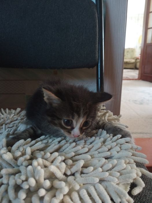 Отдам котят, бесплатно
