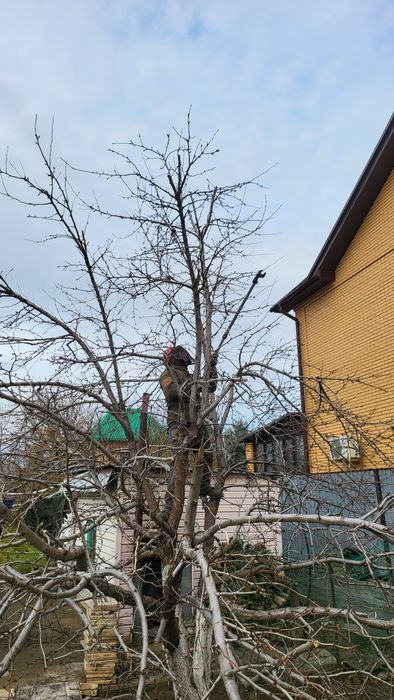 Плодовая обрезка