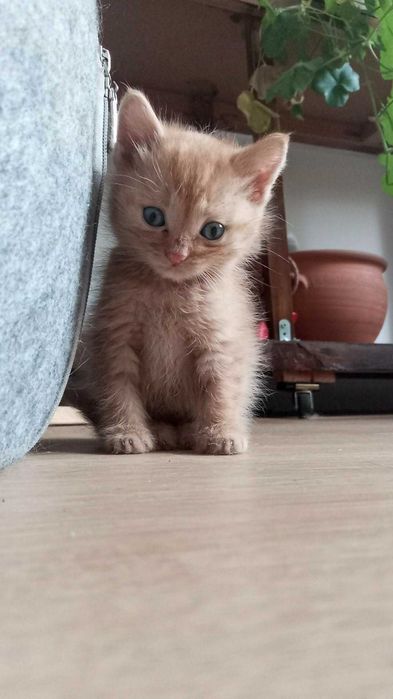 Коте за осиновяване