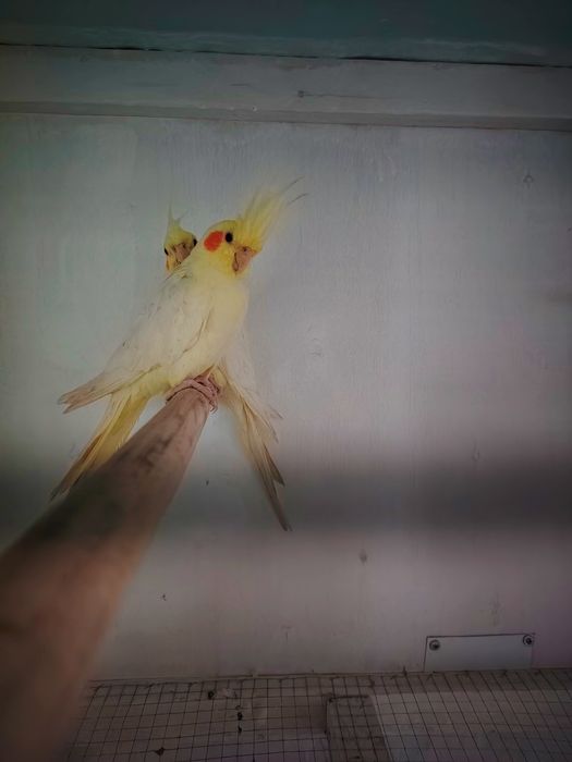 Korella popugaylari. Птицы Корелла