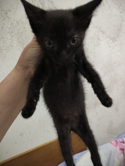 Отдам котят в добрые руки