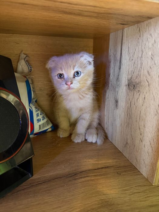 Котята породистые